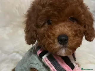 Cavapoo dogs STUNNING F1B CAVAPOO PUPPIES READY TO LEAVE! - Advert 2