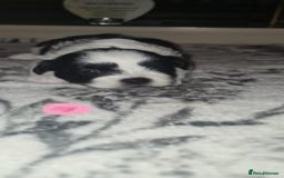 Shih Tzu dogs for sale: Home Raised Shih Tzu Puppies. - Image 8
