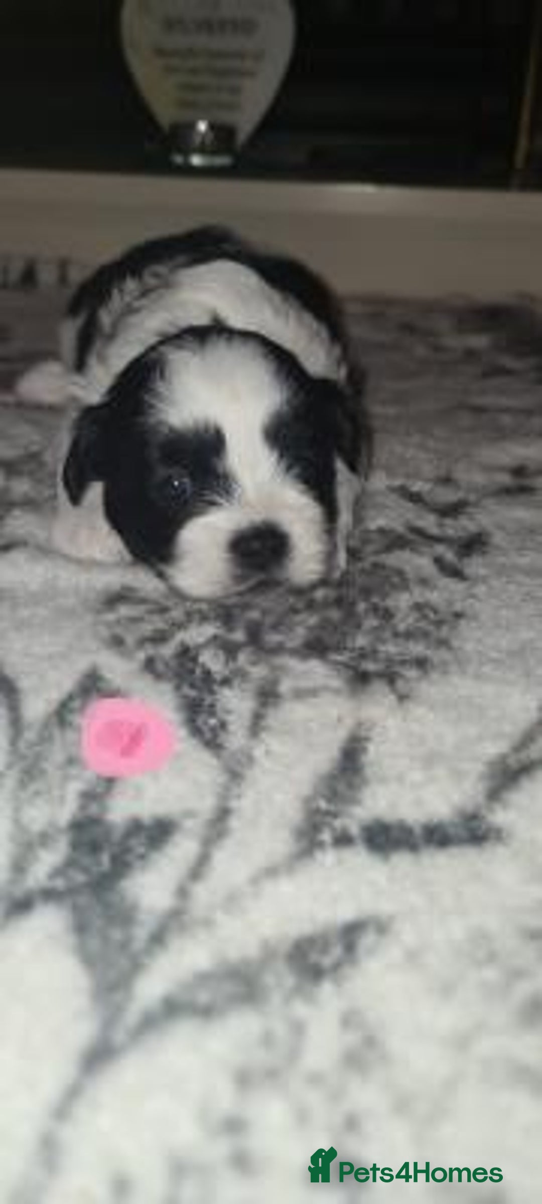 Shih Tzu dogs for sale: Home Raised Shih Tzu Puppies. - Image 8