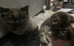 Mixed Breed cats for sale: 1 handsome boy for sale - Image 3