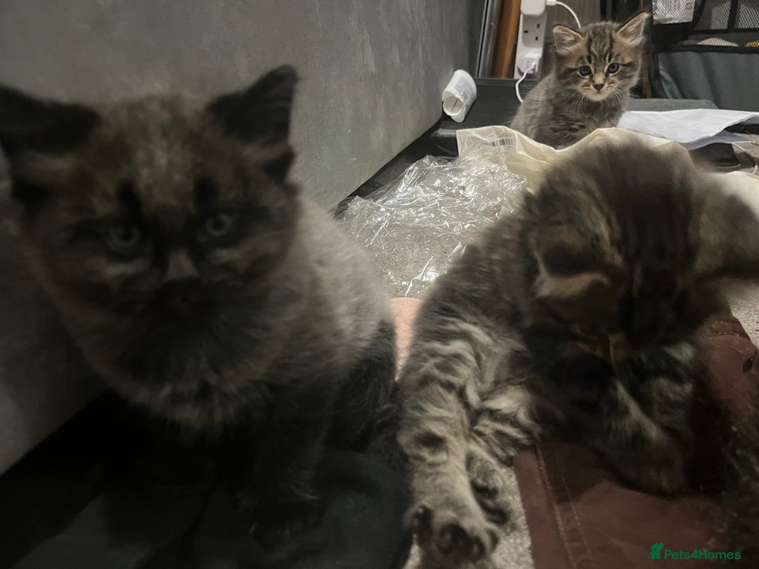 Mixed Breed cats for sale: 1 handsome boy for sale - Image 3