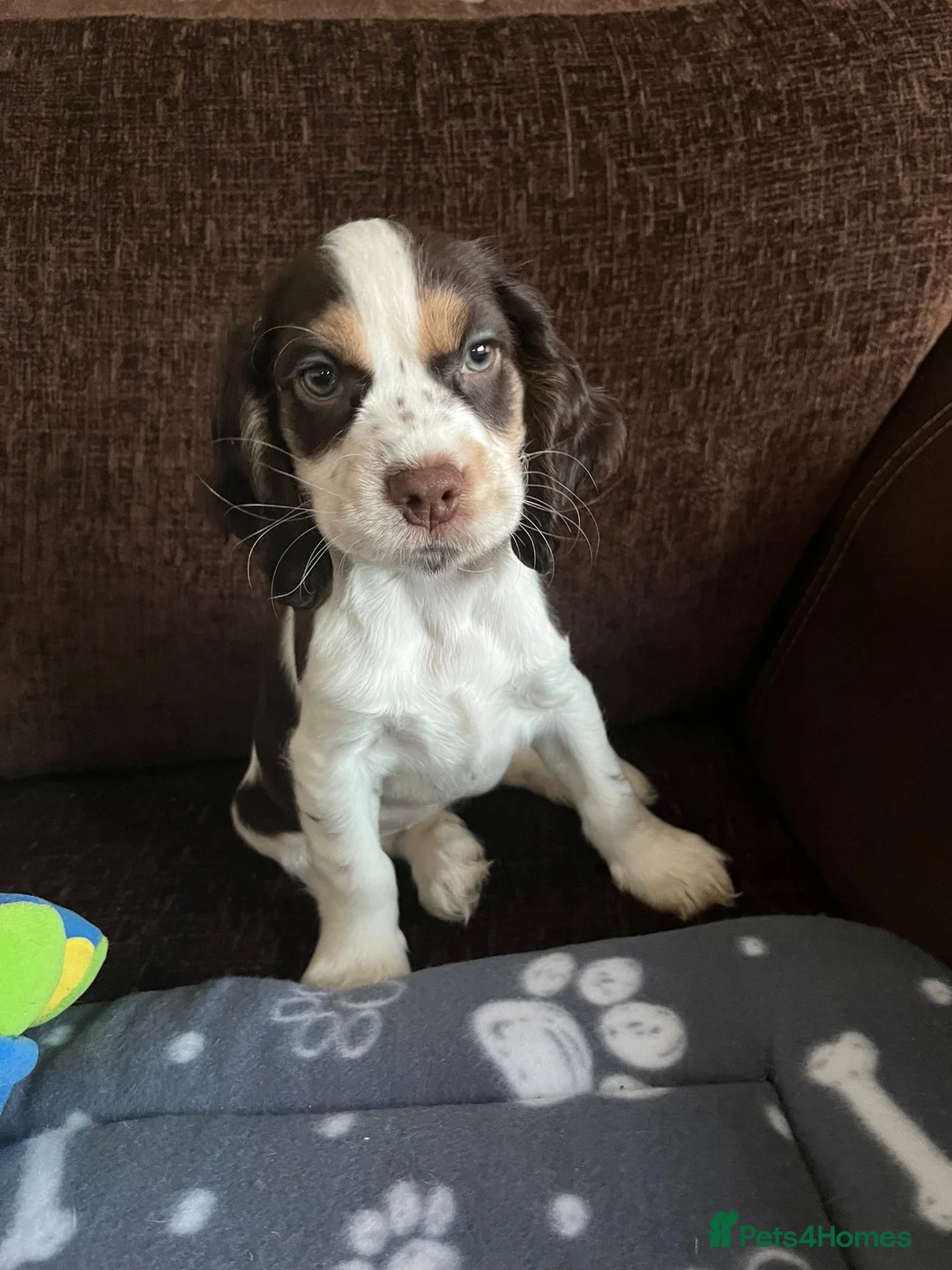 Cocker Spaniel dogs for stud: PROVEN Cocker Spaniel-Chocolate Sable DNA TESTED in Henlow - Advert 12