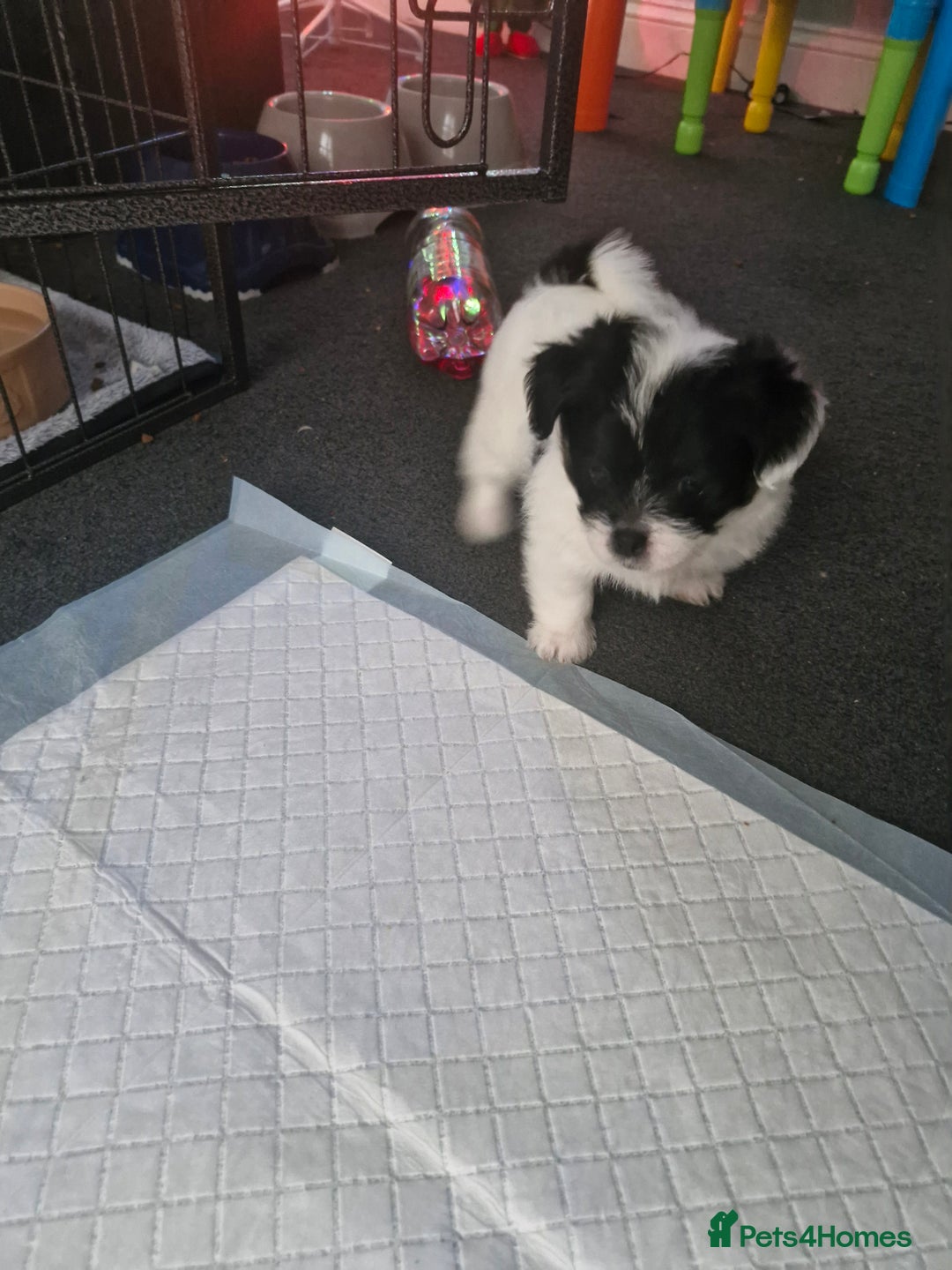 Mixed Breed dogs for sale: Stunning maltipoo x pug baby  - Advert 6