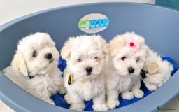 Maltese dogs for sale: Maltese - Image 6