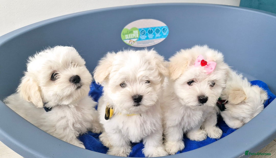 Maltese dogs for sale: Maltese - Image 6