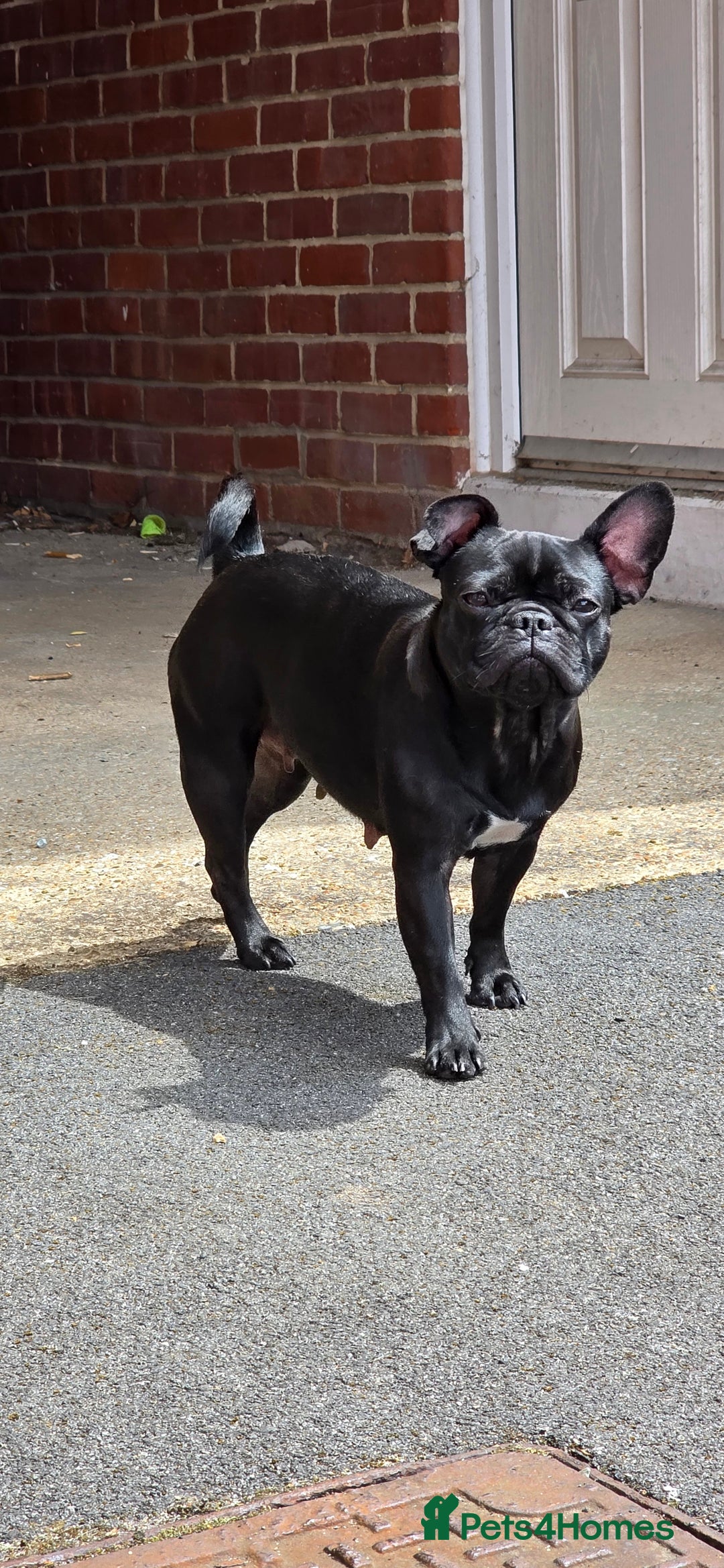 Mixed Breed dogs for sale: Bear for rehome - Advert 2