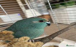 Parrots birds for sale: 2 kakariki parrots. 1 male 1 female - Image 5