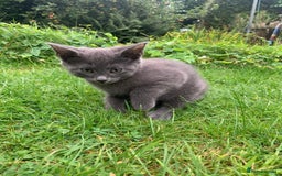 Mixed Breed cats for sale: Beautiful kittens ready now - Image 9