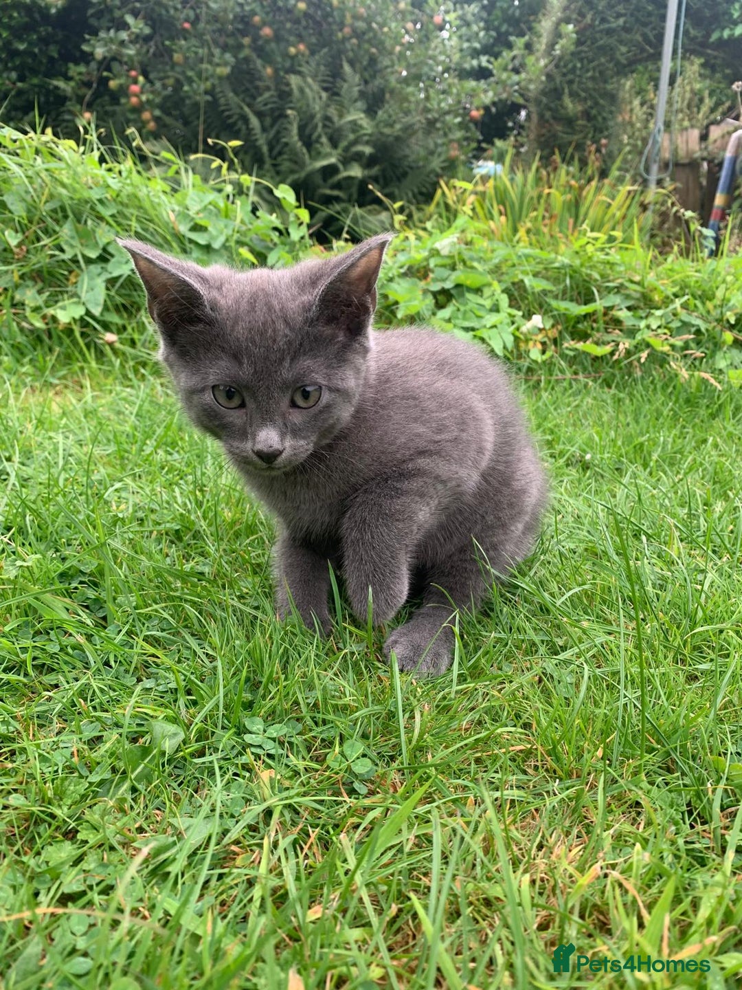 Mixed Breed cats for sale: Beautiful kittens ready now - Image 9