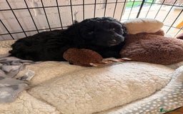 Cockapoo dogs for sale: Female cockapoo - Image 3