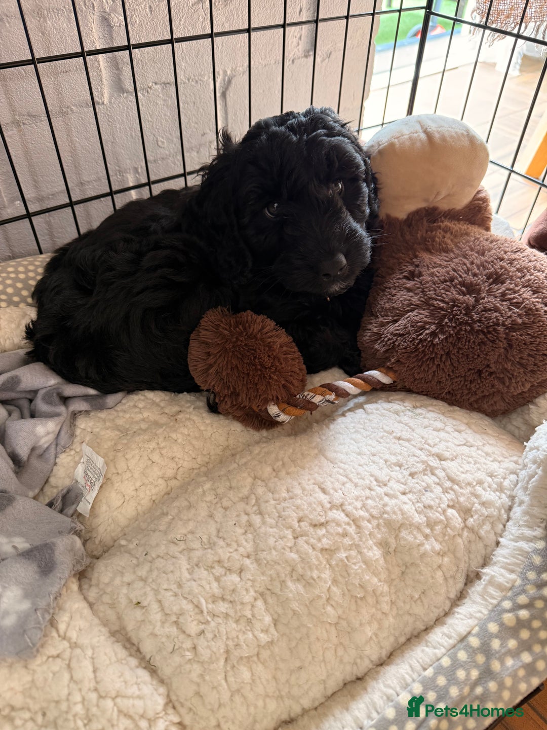 Cockapoo dogs for sale: Female cockapoo - Image 3