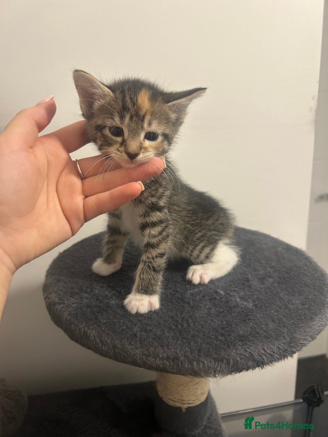 Bengal cats for sale: 7 bengal cross kittens  - Image 4
