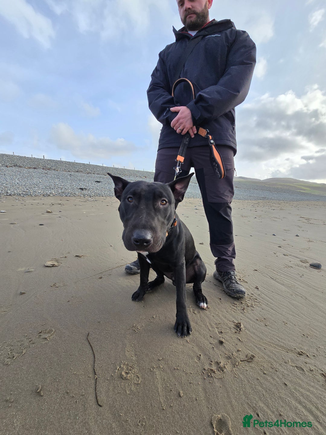 English Bull Terrier dogs for sale: English bull terrier WORKING LINES - Advert 12