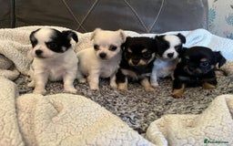 Chihuahua dogs for sale: Beautiful longhaired chihuahua puppies  - Image 7