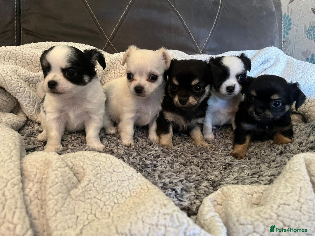 Chihuahua dogs for sale: Beautiful longhaired chihuahua puppies  - Image 7