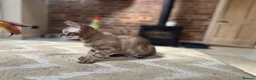 Bengal cats for sale: ⭐⭐⭐ Stunning Rare Charcoal Mink Bengal Kitten ⭐⭐⭐ - Advert 13