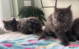 Maine Coon cats for sale: Stunning Maine Coon Kittens  - Image 4