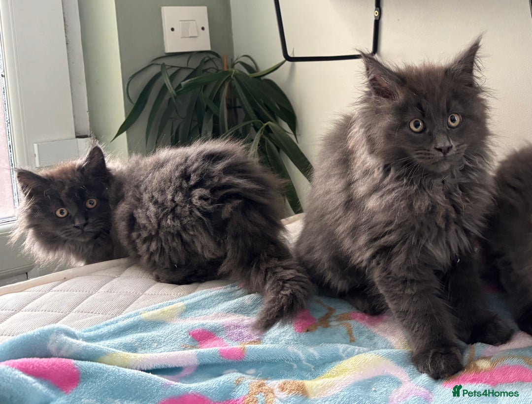 Maine Coon cats for sale: Stunning Maine Coon Kittens  - Image 4