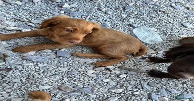 Cocker Spaniel dogs in Wigan - Advert 10