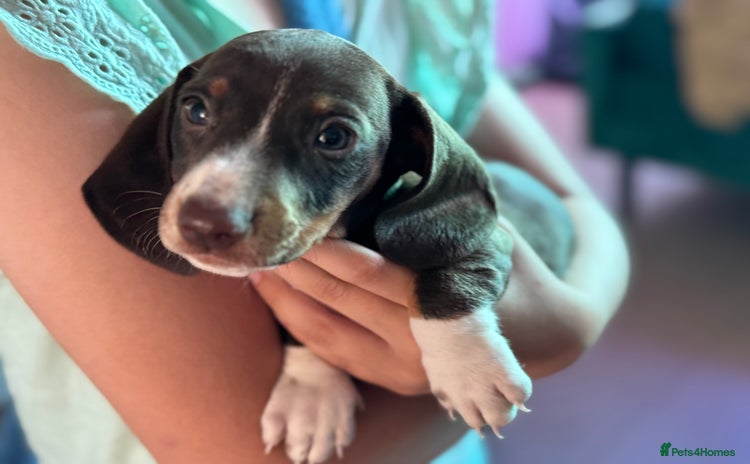 Dachshund dogs - Advert 10