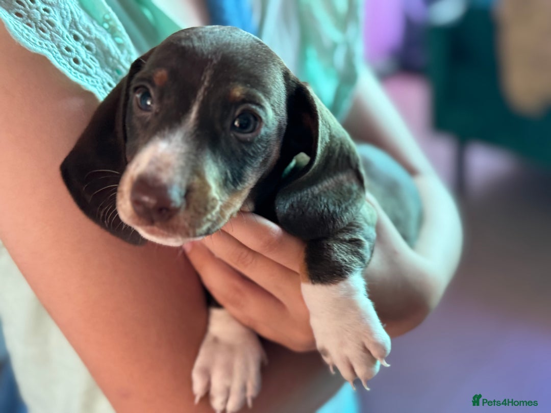 Dachshund dogs for sale: Beautiful dachshund puppies  - Image 1