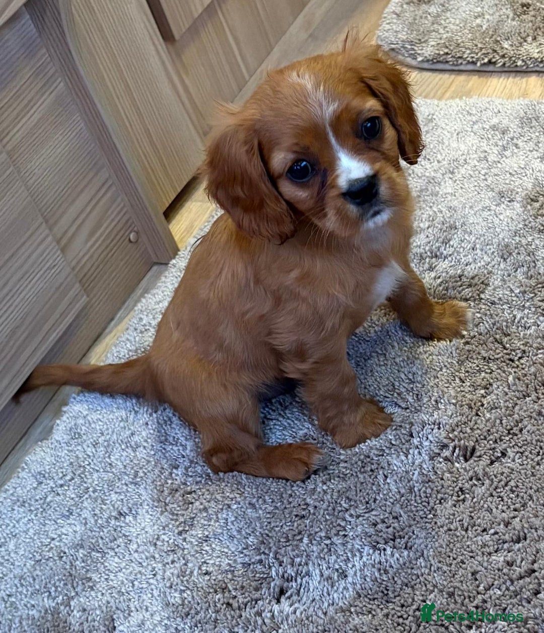 Cockalier dogs for sale: Gorgeous Cockalier Puppies… - Image 15