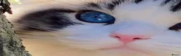 Ragdoll cats for sale: Rare Blue Torte Bi Colour Lynx  - Advert 14