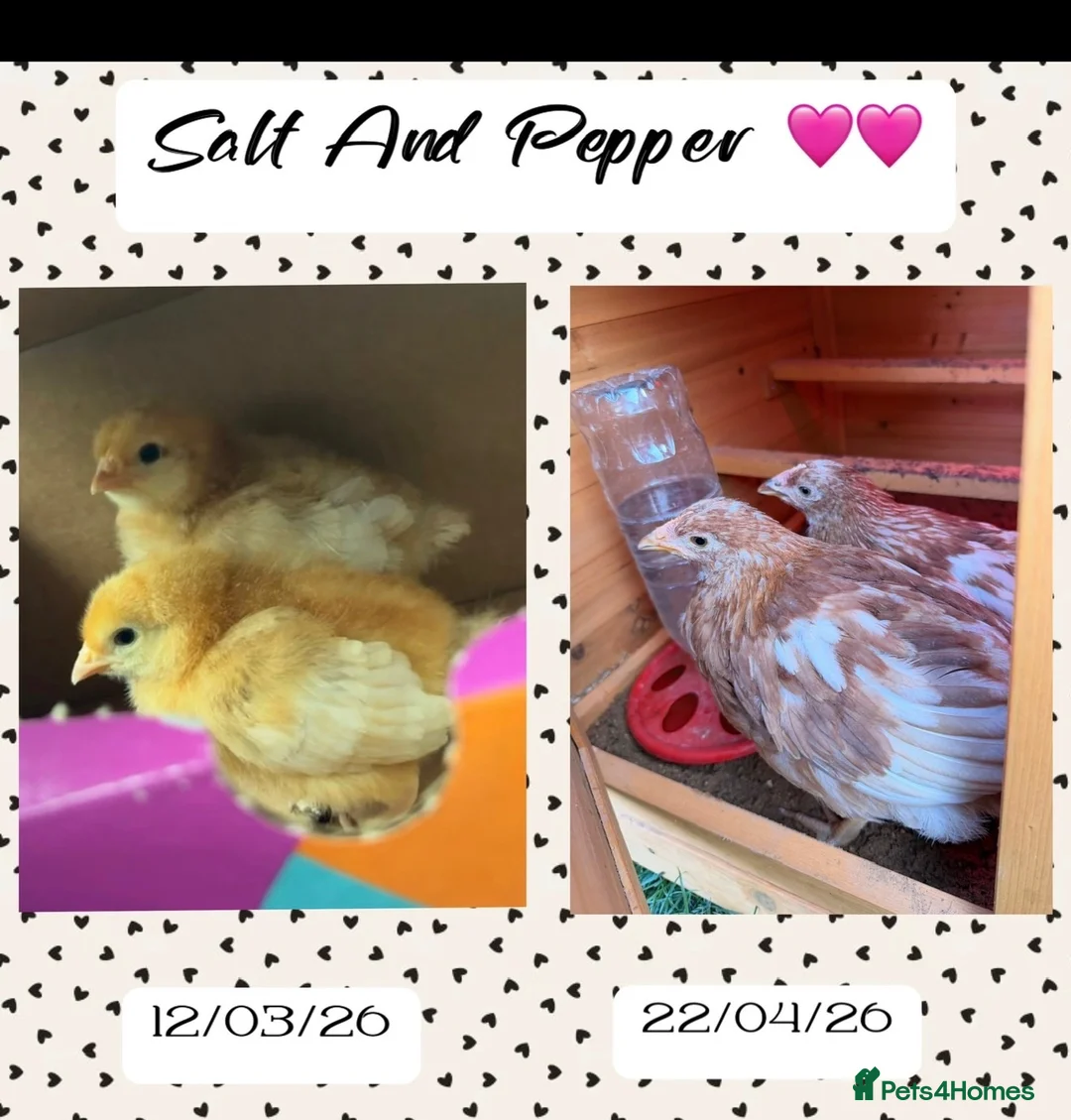 Chickens poultry for sale: 2x female chickens - Advert 2