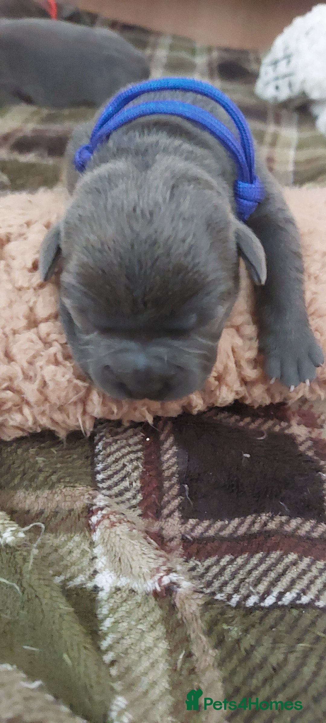 Staffordshire Bull Terrier dogs for sale: 💙KC Staffordshire Bull Terrier puppies 💙 - Advert 26