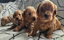Mixed Breed dogs for sale: Beautiful westipoo - Image 5