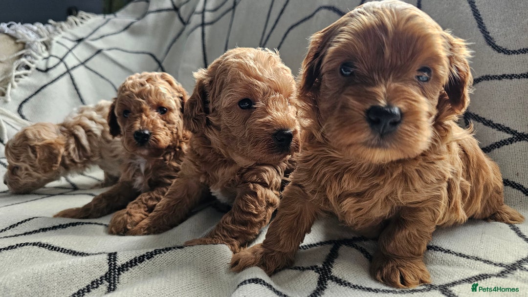 Mixed Breed dogs for sale: Beautiful westipoo - Image 5