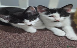 Mixed Breed cats for sale: 2 Kitties for the price of 1! With ****** tower! - Image 3