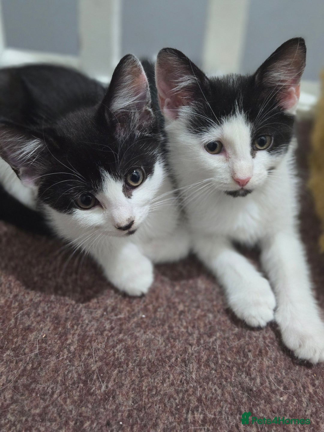 Mixed Breed cats for sale: 2 Kitties for the price of 1! With ****** tower! - Image 3