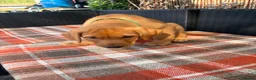 Labrador Retriever dogs for sale: Fox red Labrador  - Advert 13