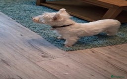 West Highland Terrier dogs for sale: **ready now** KC show line girl - Image 8