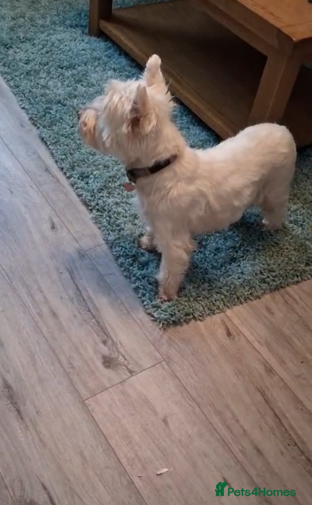 West Highland Terrier dogs for sale: **ready now** KC show line girl - Image 8