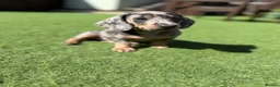 Dachshund dogs for sale: Winnie - Advert 8