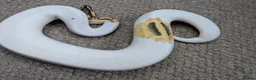Python Snake reptiles for sale: 2025 Royal Pythons available  in Telford - Advert 11