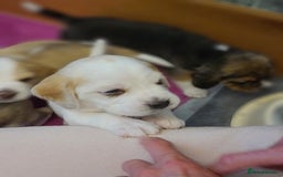 Beagle dogs for sale: Loyal Beagle Puppies Leaving Soon. - Image 3