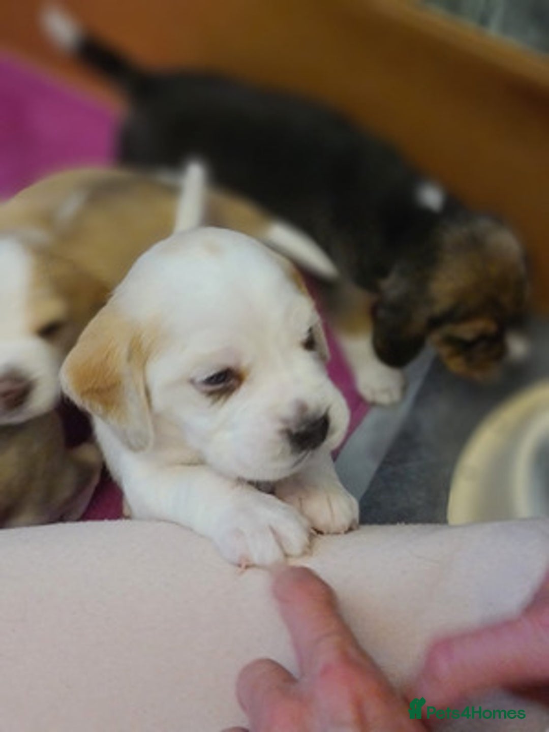 Beagle dogs for sale: Loyal Beagle Puppies Leaving Soon. - Image 3