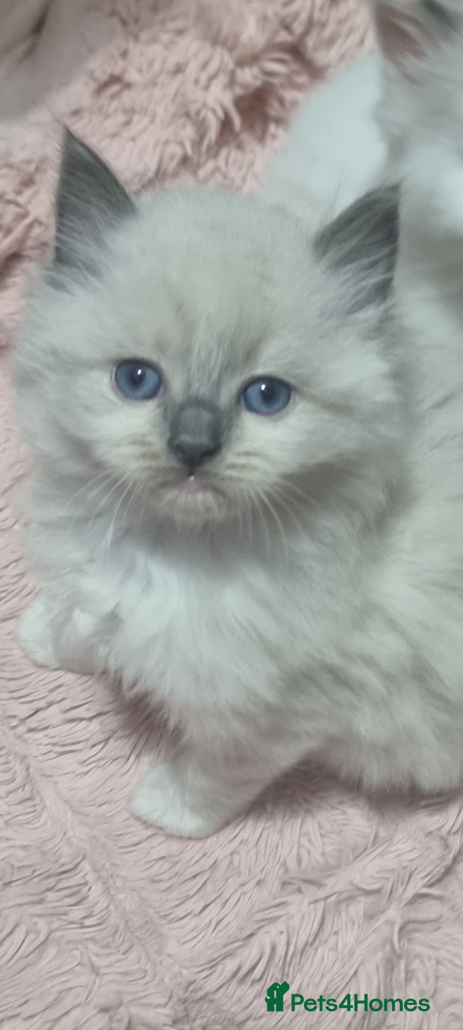 Ragdoll cats Ragdoll  - Advert 2