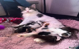 Maine Coon cats for sale: Mainecoon cross kittens - Image 13