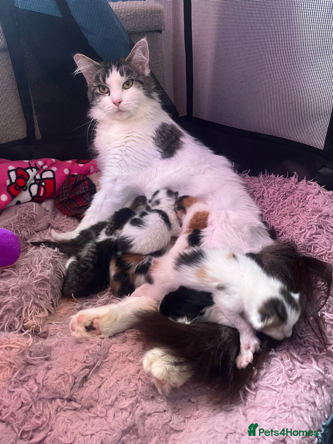 Maine Coon cats for sale: Mainecoon cross kittens - Image 13