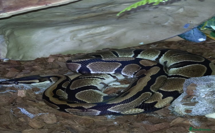 Python Snake reptiles - Advert 1