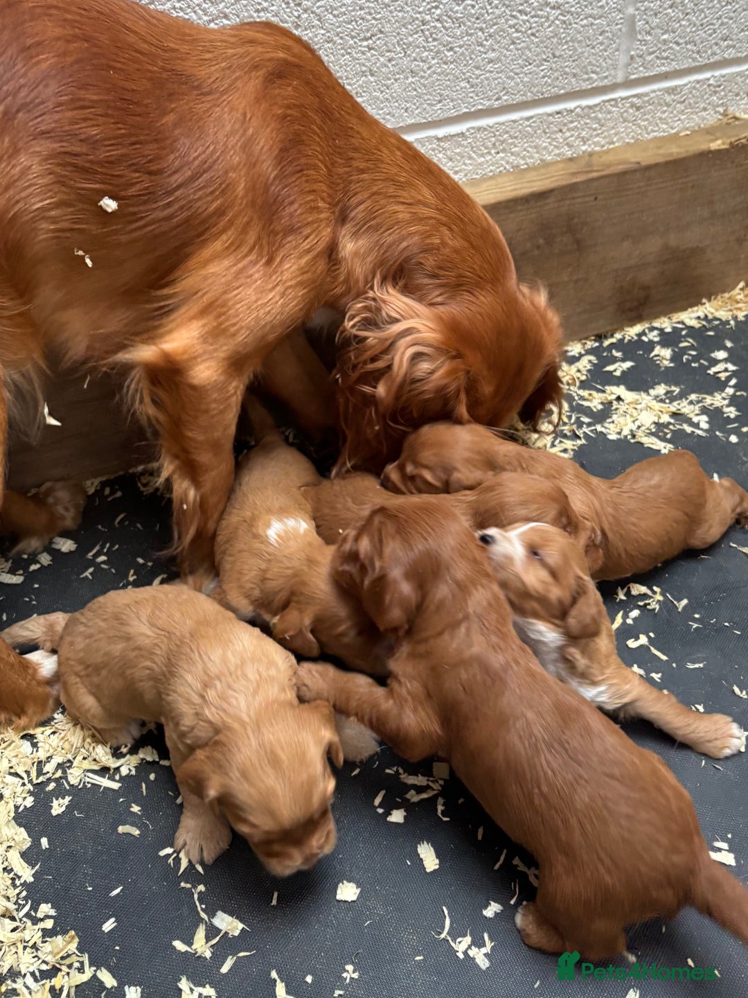 Cockapoo dogs for sale: Stunning Cockapoo Puppies KC Reg Parents - Image 13