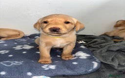 Labrador Retriever dogs for sale: Exceptional KC FTCH Working Labrador Pups - Image 19
