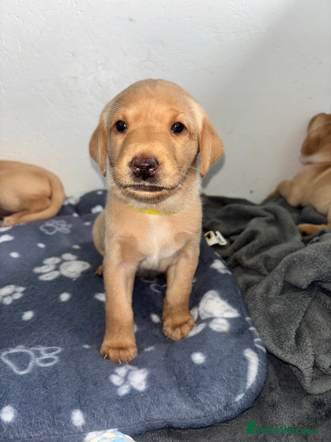 Labrador Retriever dogs for sale: Exceptional KC FTCH Working Labrador Pups - Image 19