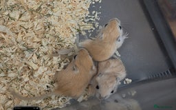 Gerbil rodents for sale: Baby Gerbils  - Image 2