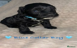 Cavapoo dogs for sale: Beautiful F1 Cavapoo Puppies  - Image 2