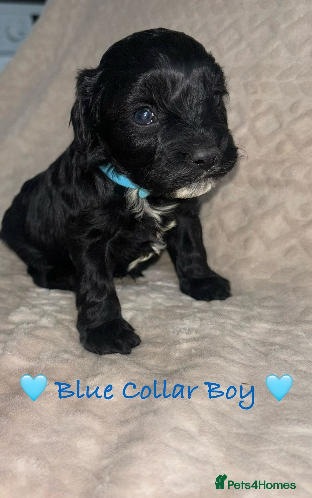 Cavapoo dogs for sale: Beautiful F1 Cavapoo Puppies  - Image 2